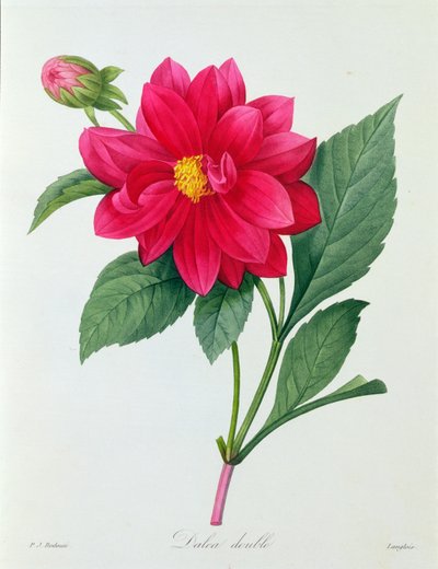 Dahlia Double by Pierre Joseph Redouté