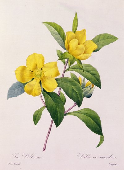 Dillenia Scandens by Pierre Joseph Redouté