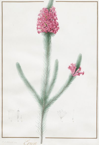 Erica Fulgida by Pierre Joseph Redouté