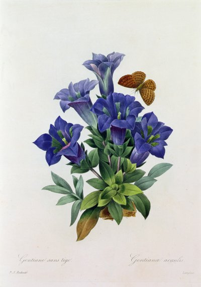 Gentiana Acaulis by Pierre Joseph Redouté