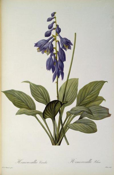 Hemerocallis Caerulea, from 