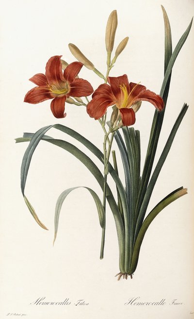 Hemerocallis Fulva - Tawny Daylily by Pierre Joseph Redouté