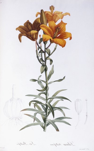 Lilium Bulbiferum by Pierre Joseph Redouté