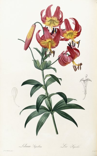 Lilium Superbum by Pierre Joseph Redouté