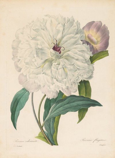 Peony, 1827 by Pierre Joseph Redouté