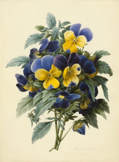 Pansies by Pierre Joseph Redouté
