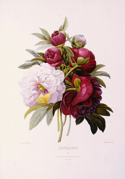 Peonies, Engraved by Prevost by Pierre Joseph Redouté