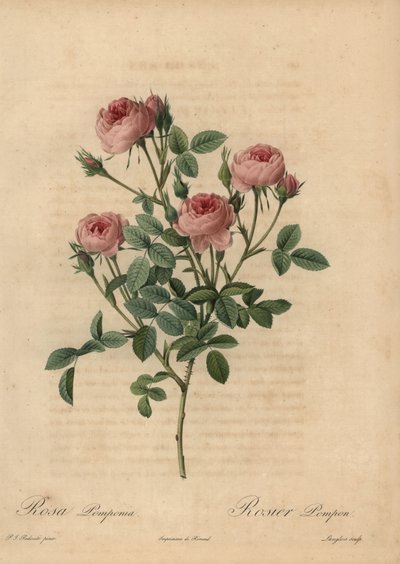 Pink Pompon Rose, Rosa Centifolia by Pierre Joseph Redouté