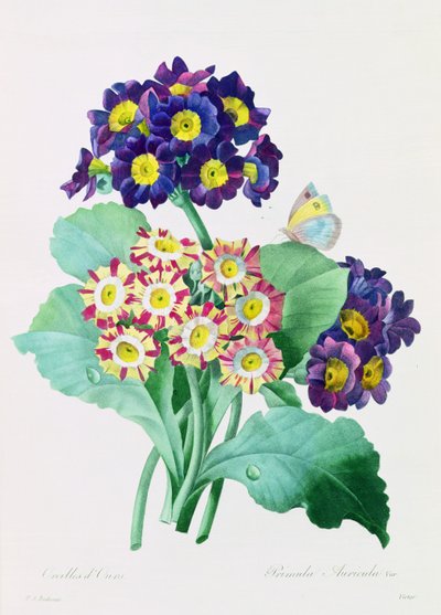 Primula Auricula by Pierre Joseph Redouté