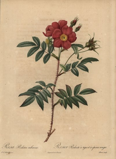 Red Rose, Rosa by Pierre Joseph Redouté
