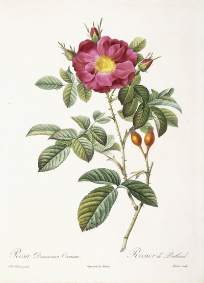 Rosa Damascena Coccina by Pierre Joseph Redouté