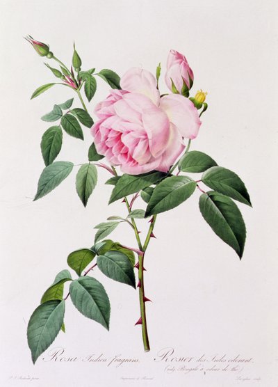 Rosa Indica Fragans by Pierre Joseph Redouté
