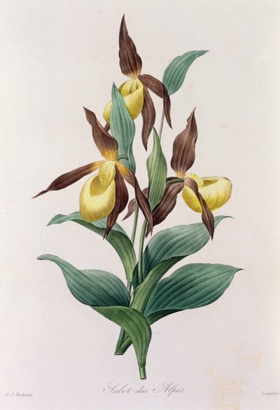 Sabot des Alpes by Pierre Joseph Redouté