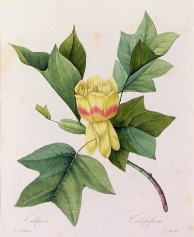 Tulipifera by Pierre Joseph Redouté