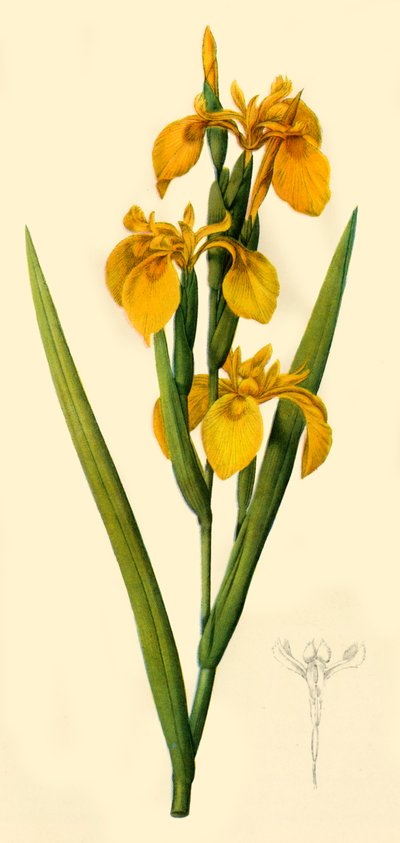 Yellow Flag, 1808, 1944 by Pierre Joseph Redouté
