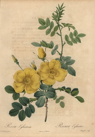 Yellow rose, Rosa eglanteria by Pierre Joseph Redouté