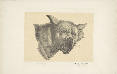 Head of a Wolf or Dog by Pieter Bartholomeusz. Barbiers