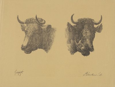 Two Bull Heads by Pieter Bartholomeusz. Barbiers