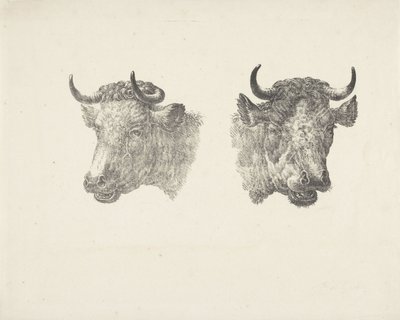 Two Bull Heads by Pieter Bartholomeusz. Barbiers