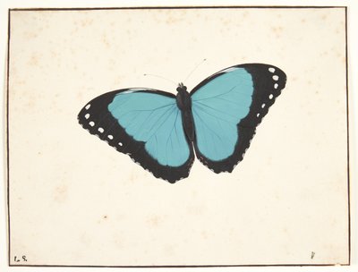 An Exotic Day Butterfly by Pieter Holsteijn