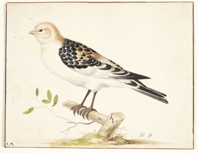 A Snow Bunting (Plectrophenax nivalis) by Pieter Holsteijn