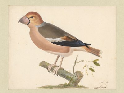 Hawfinch by Pieter Holsteyn (I)