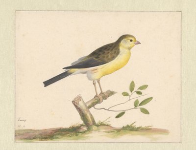 Wild Canary by Pieter Holsteyn (I)