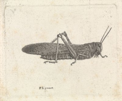 Grasshopper by Pieter Lyonet