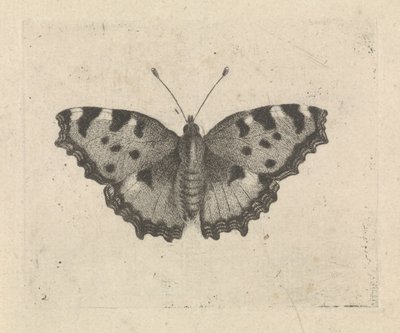 Butterfly by Pieter Lyonet