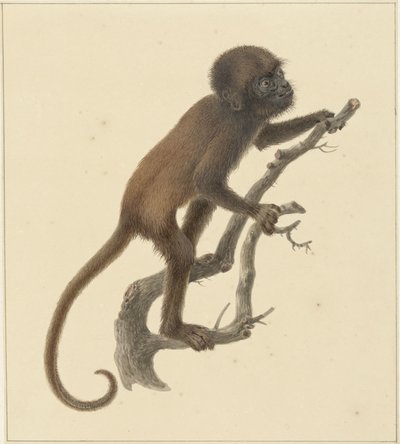 Monkey by Pieter Pietersz. Barbiers