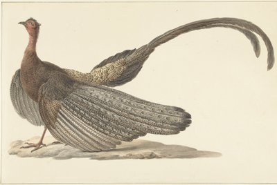 Argus Pheasant by Pieter Pietersz. Barbiers