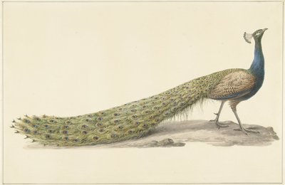 Blue Peacock by Pieter Pietersz. Barbiers