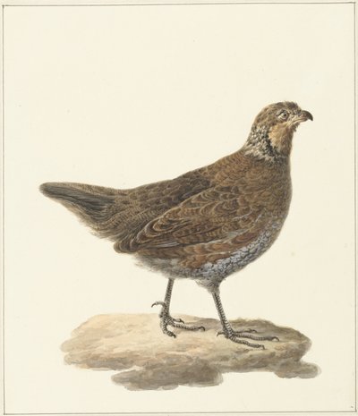 Bobwhite (Colinus virginianus) by Pieter Pietersz. Barbiers