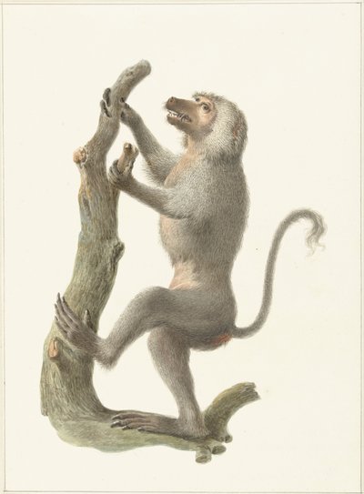 Mantled Baboon by Pieter Pietersz. Barbiers