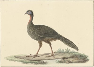 Marail Guan (Penelope marail) by Pieter Pietersz. Barbiers