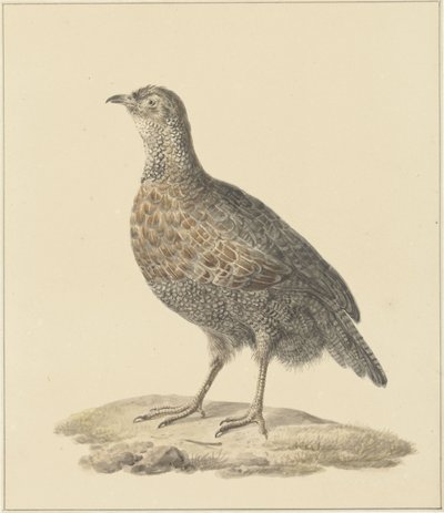 Partridge (?) by Pieter Pietersz. Barbiers