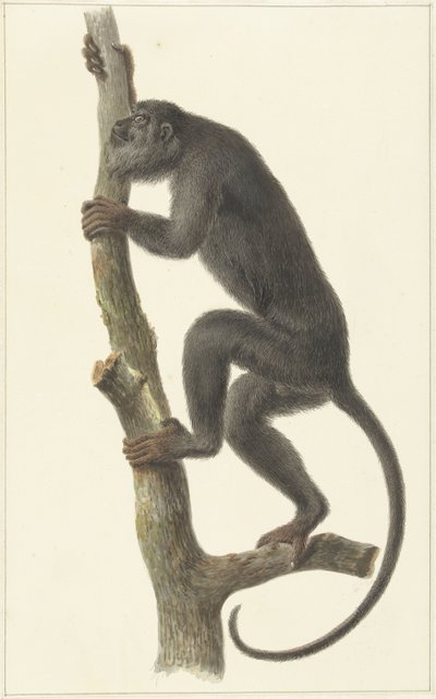 Black howler monkey (Paraguay) by Pieter Pietersz. Barbiers