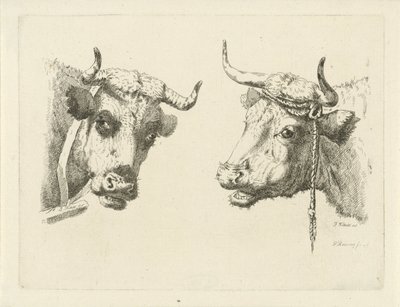 Two Cow Heads by Pieter Roosing