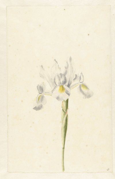 White Iris (Iris albicans) by Pieter Withoos (circle of)