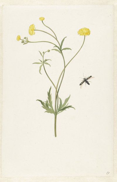 Double Yellow Ranunculus and Insect by Pieter Withoos (possibly)