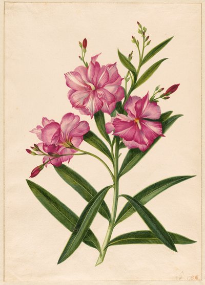 Purple Oleander by Pieter Withoos