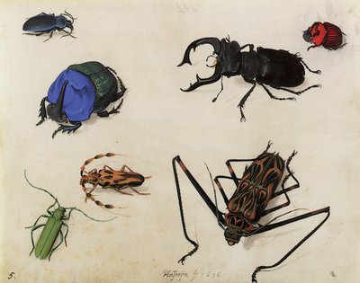 Beetles by Pieter the Elder Holsteyn