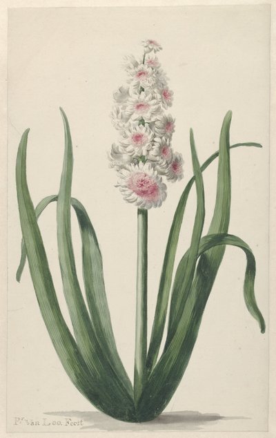 Blooming Hyacinth by Pieter van Loo