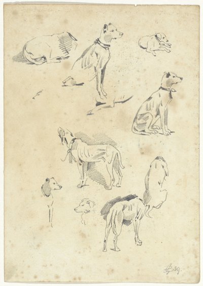 Studies of Dogs by Pieter van Loon