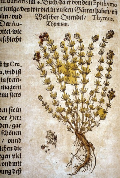 Thyme - In 