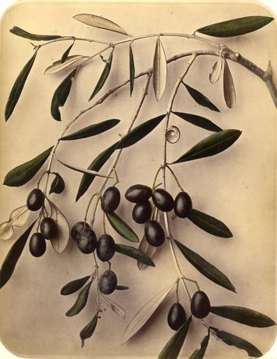 Olives by Pietro Guidi