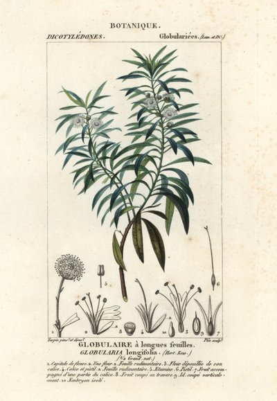 Globe daisy by Plee Plee