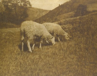 Sheep by Professor Hans Watzek