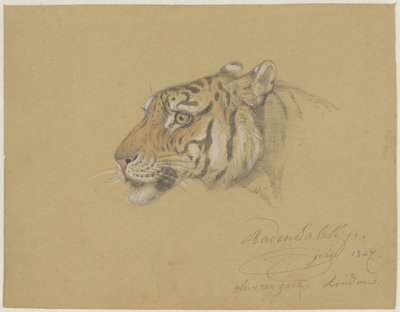 Head of a Tiger by Raden Sarief Bastaman Saleh