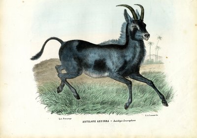Bluebuck by Raimundo Petraroja